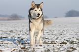 ALASKAN MALAMUTE 097